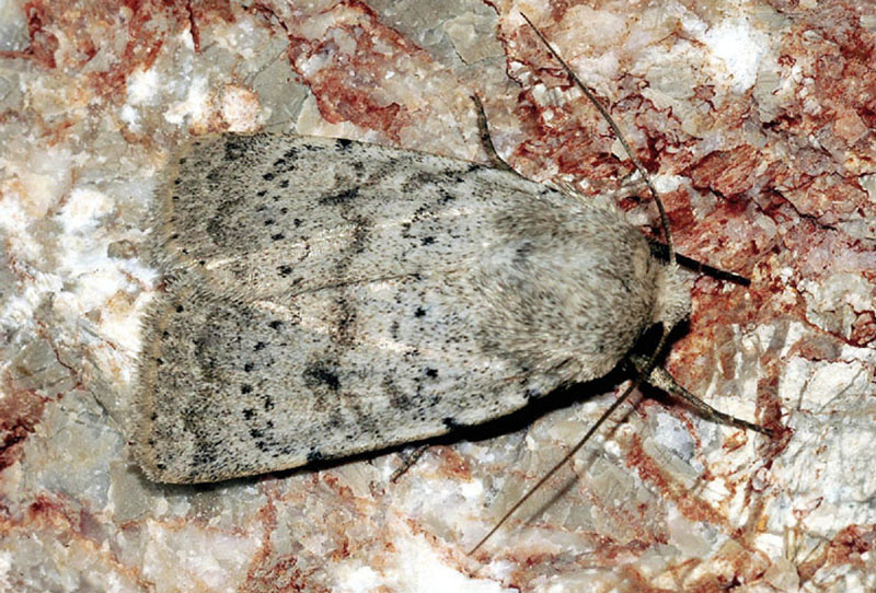 Hoplodrina respersa - Noctuidae